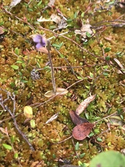 Pinguicula villosa
