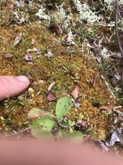 Pinguicula villosa