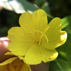Oenothera pilosella