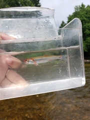 Notropis percobromus