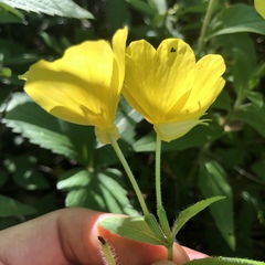 Oenothera pilosella