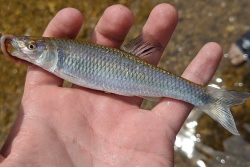 Whitetail shiner (Cyprinella galactura) — Cyprinidae — 3