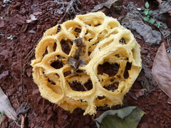 Clathrus camerunensis