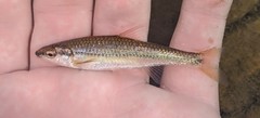 Notropis nubilus