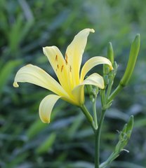 Hemerocallis citrina vespertina