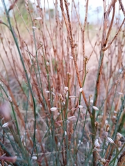 Asphodelus fistulosus