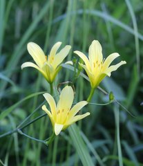 Hemerocallis citrina vespertina