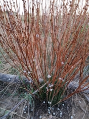 Asphodelus fistulosus