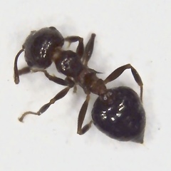 Crematogaster cerasi