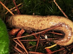 Philomycus virginicus