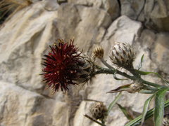 Centaurea calocephala