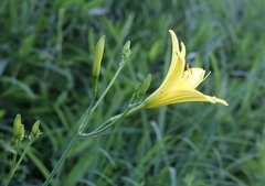 Hemerocallis citrina vespertina