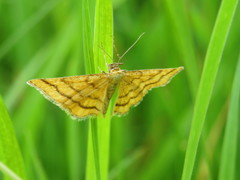 Idaea aureolaria