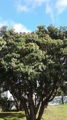 Metrosideros excelsa