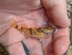 Cottus hypselurus