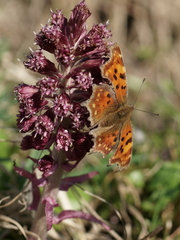 Polygonia c-album