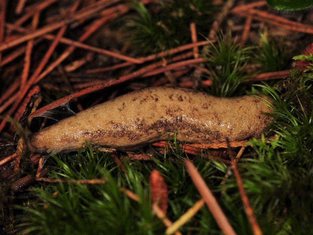 Virginia Mantleslug