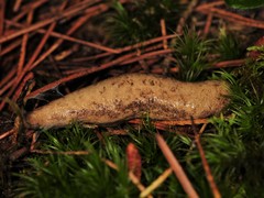 Philomycus virginicus