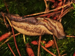 Philomycus virginicus