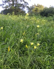 Hemerocallis citrina vespertina
