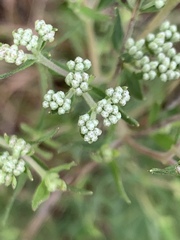 Eupatorium semiserratum