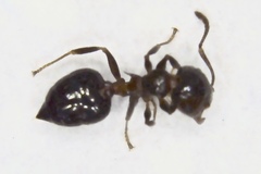 Crematogaster cerasi
