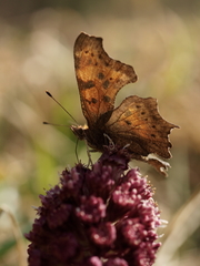 Polygonia c-album