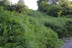 Hemerocallis citrina vespertina