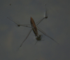 Limnoporus dissortis