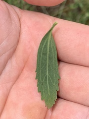 Eupatorium semiserratum