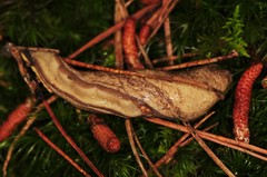 Philomycus virginicus