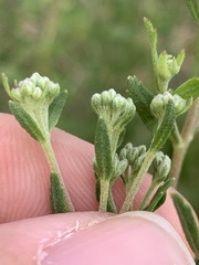Eupatorium semiserratum