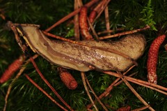 Philomycus virginicus