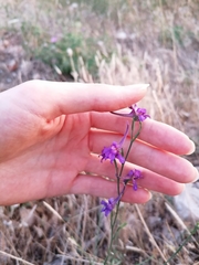 Delphinium halteratum