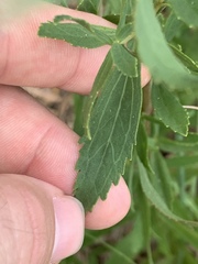 Eupatorium semiserratum
