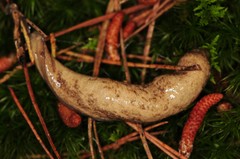 Philomycus virginicus