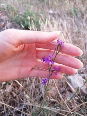 Delphinium halteratum