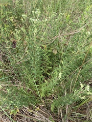 Eupatorium semiserratum