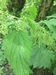 Urtica sykesii