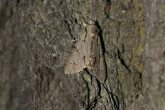 Acronicta psi
