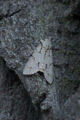 Acronicta psi