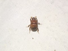 Odonteus