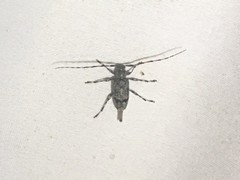 Graphisurus fasciatus