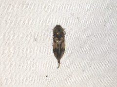 Stropenron hieroglyphica