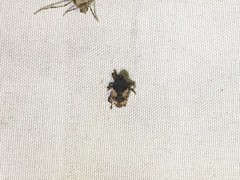 Cryptorhynchus fuscatus