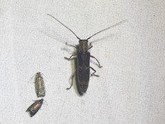Saperda discoidea