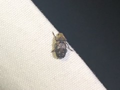 Euparius paganus