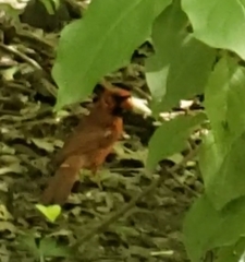 Cardinalis cardinalis