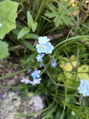 Myosotis alpestris