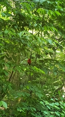 Cardinalis cardinalis